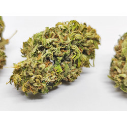 Fleur de CBG Bio Frozen Buddha – Arômes tropicaux et fruités – Jardin du Bocage