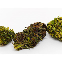 Berry Buddha – Fleur CBD bio aux arômes de fruits rouges | Jardin du Bocage