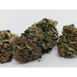 Lemon Buddha – Fleur CBD bio aux arômes d’agrumes frais | Jardin du Bocage