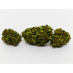 Orange Buddha – Fleur CBD bio aux notes d’agrumes et d’épices | Jardin du Bocage