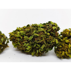 Orange Buddha – Fleur CBD bio aux notes d’agrumes et d’épices | Jardin du Bocage