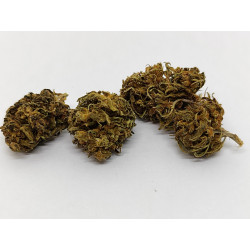 Fleur de CBD Bio Kompolti – Chanvre naturel du Périgord