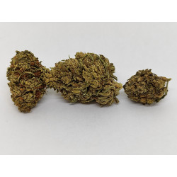 Fleur de CBG Bio Matterhorn – Arômes Noisette & Herbes – Jardin du Bocage