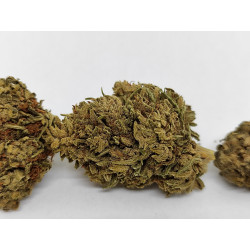 Fleur de CBG Bio Matterhorn – Arômes Noisette & Herbes – Jardin du Bocage