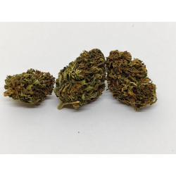 Fleur de CBD Bio NorthWest – Arômes fruités & épicés – Jardin du Bocage