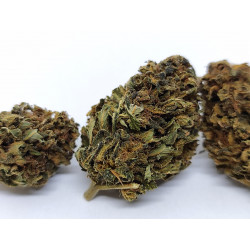 Fleur de CBD Bio NorthWest – Arômes fruités & épicés – Jardin du Bocage